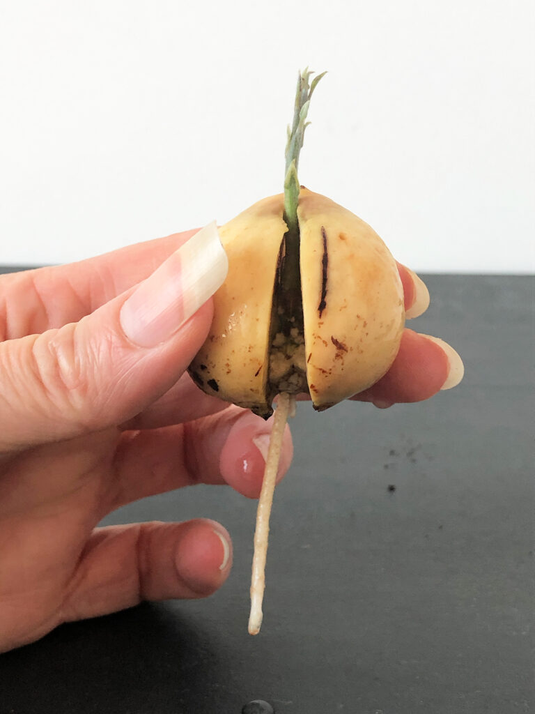 Kweek je eigen avocadoplant, avocado plant zelf kweken, hoe kweek je een avocado plant, betse manier om een avocado plant te kweken, pit van avocado