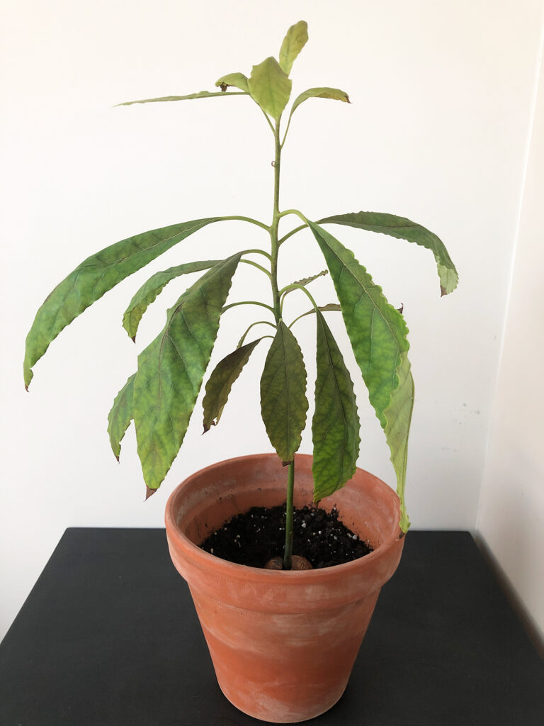 Kweek je eigen avocadoplant, avocado plant zelf kweken, hoe kweek je een avocado plant, betse manier om een avocado plant te kweken, pit van avocado