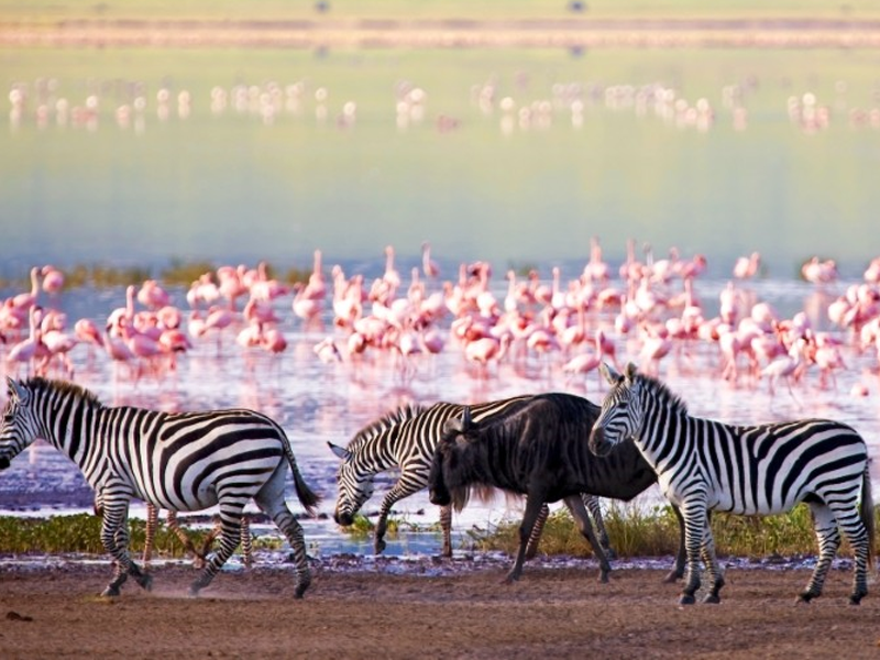 Bucketlist bestemmingen, Bucketlist, Bucketlist bestemmingen, Welke reizen op je bucketlist, Zanzibar, Unguja, Oostkust Afrika reizen, Specerijeneilanden, Lake Manyara National Park,