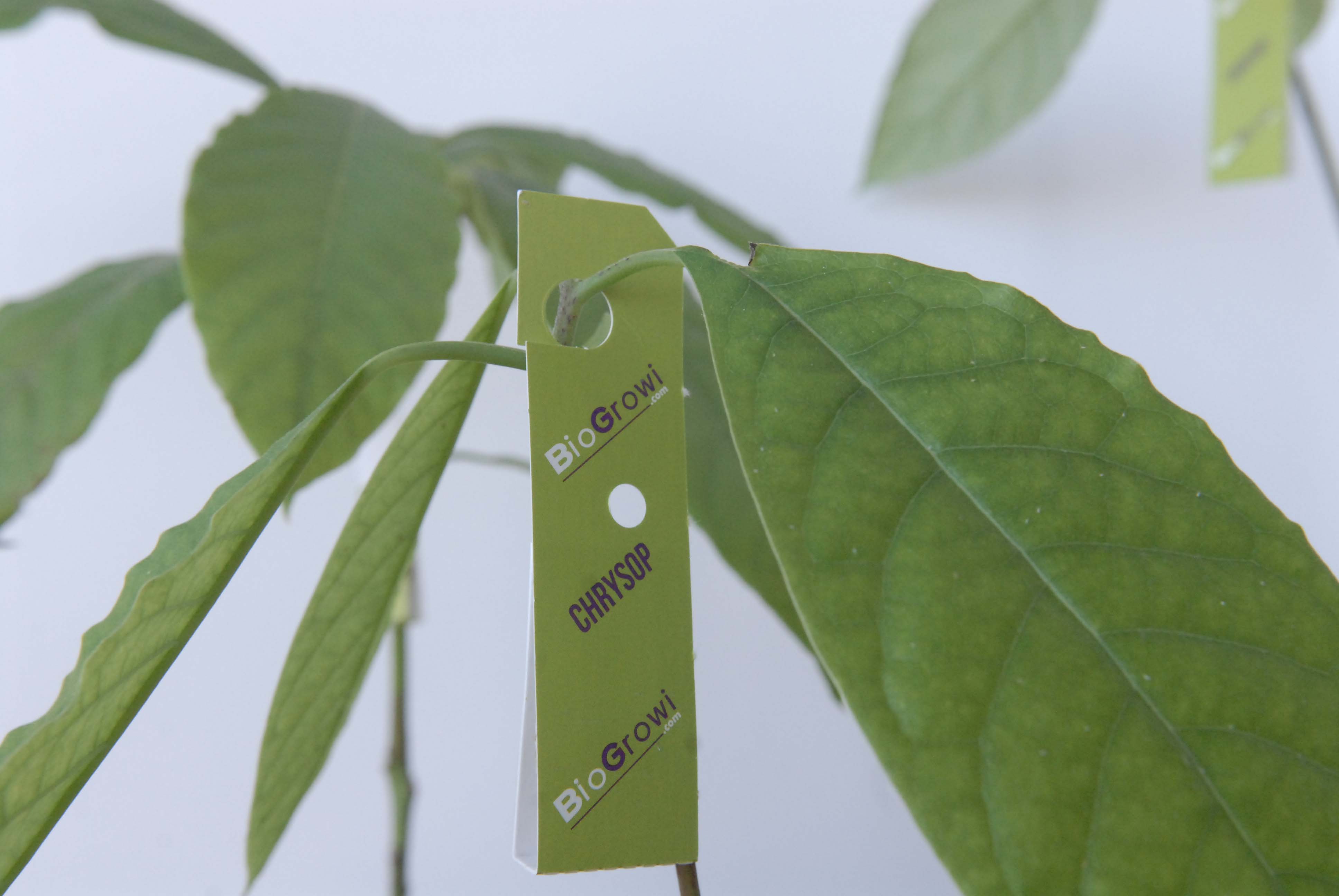 Kweek je eigen avocadoplant, avocado plant zelf kweken, hoe kweek je een avocado plant, betse manier om een avocado plant te kweken, pit van avocado