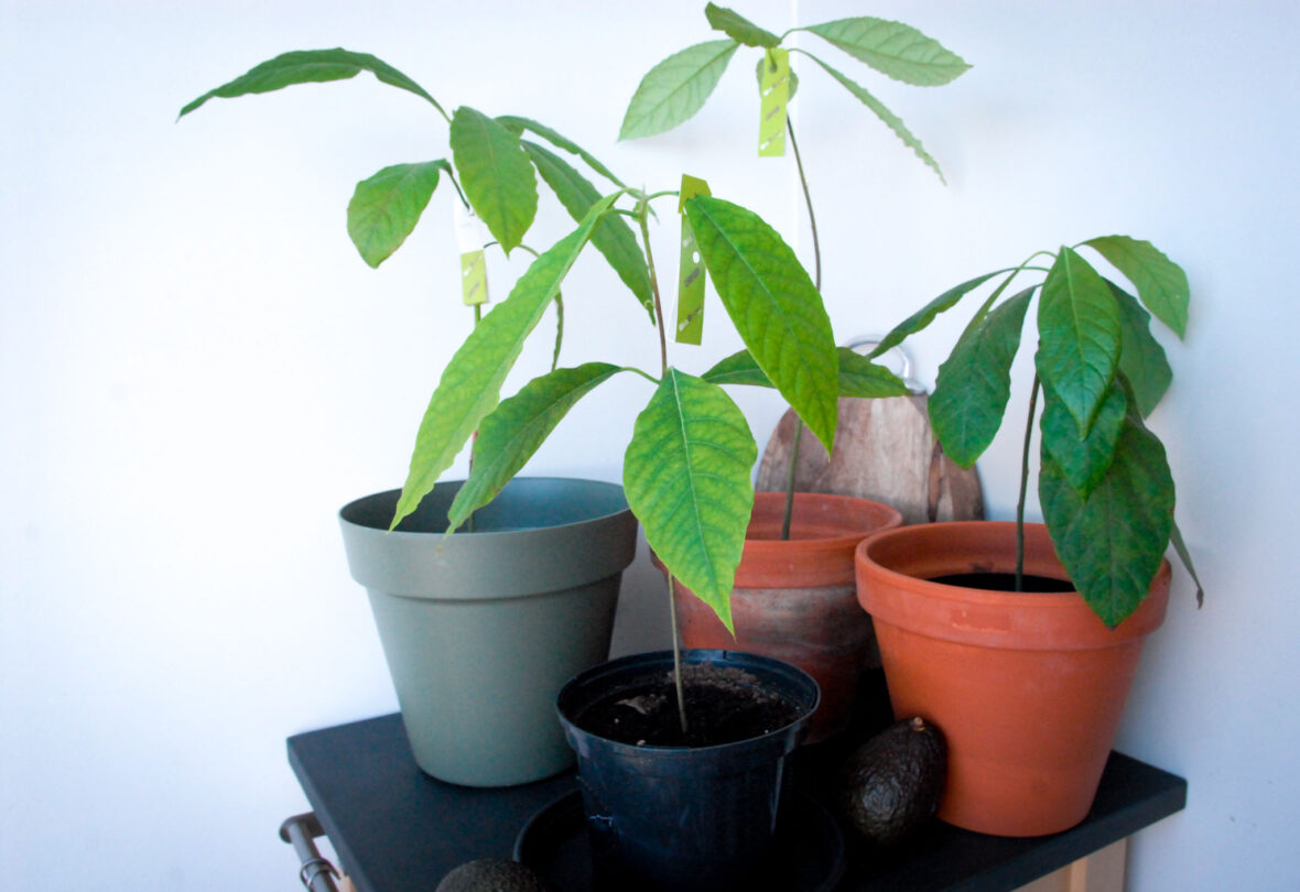 Kweek je eigen avocadoplant, avocado plant zelf kweken, hoe kweek je een avocado plant, betse manier om een avocado plant te kweken, pit van avocado