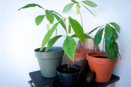 Kweek je eigen avocadoplant, avocado plant zelf kweken, hoe kweek je een avocado plant, betse manier om een avocado plant te kweken, pit van avocado