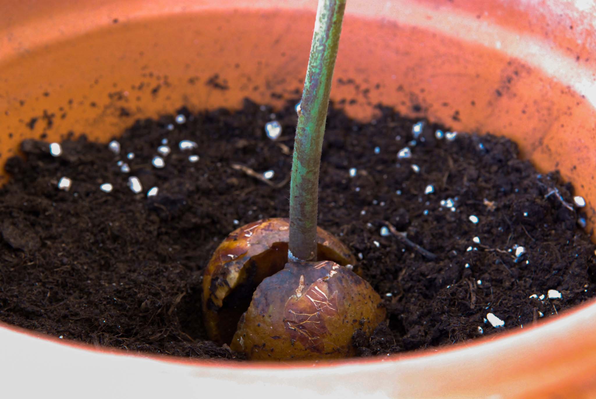 Kweek je eigen avocadoplant, avocado plant zelf kweken, hoe kweek je een avocado plant, betse manier om een avocado plant te kweken, pit van avocado
